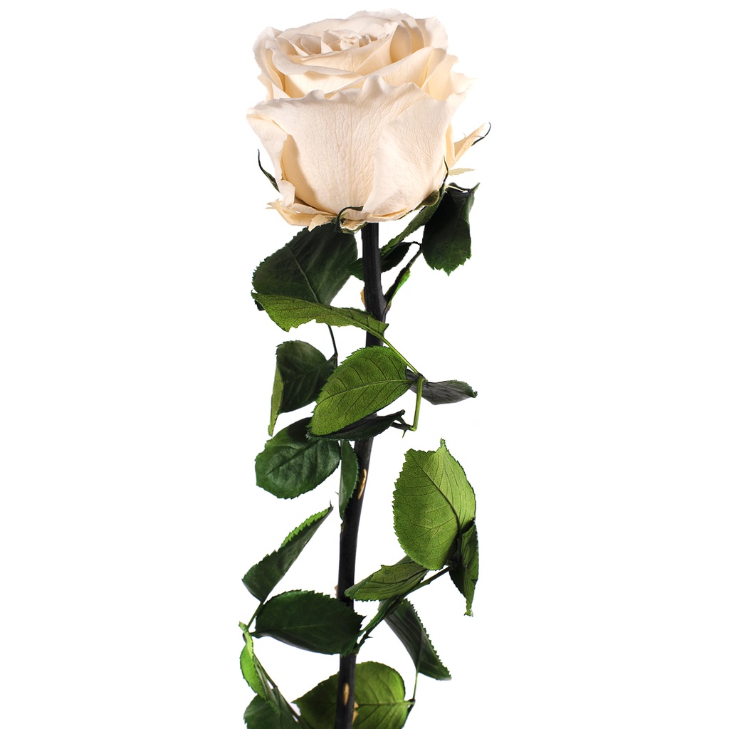 PRZ/1020 Rose Amorosa stabilisée Champagne