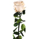 PRZ/1020 Rose Amorosa stabilisée Champagne