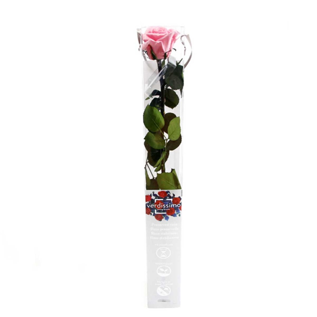 PRZ/1420 Rose Amorosa stabilisée Rose Pastel