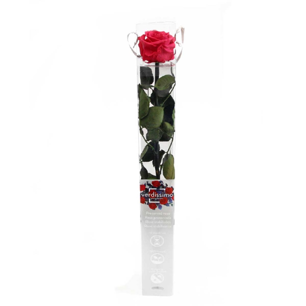 PRZ/1490 Rose Amorosa stabilisée Fuchsia