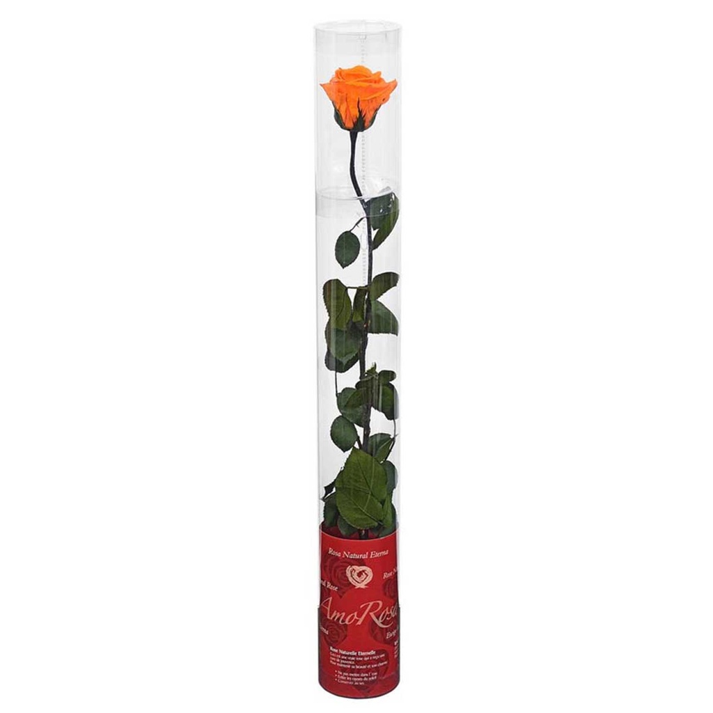 PRZ/1550 Rose Amorosa stabilisée Pêche