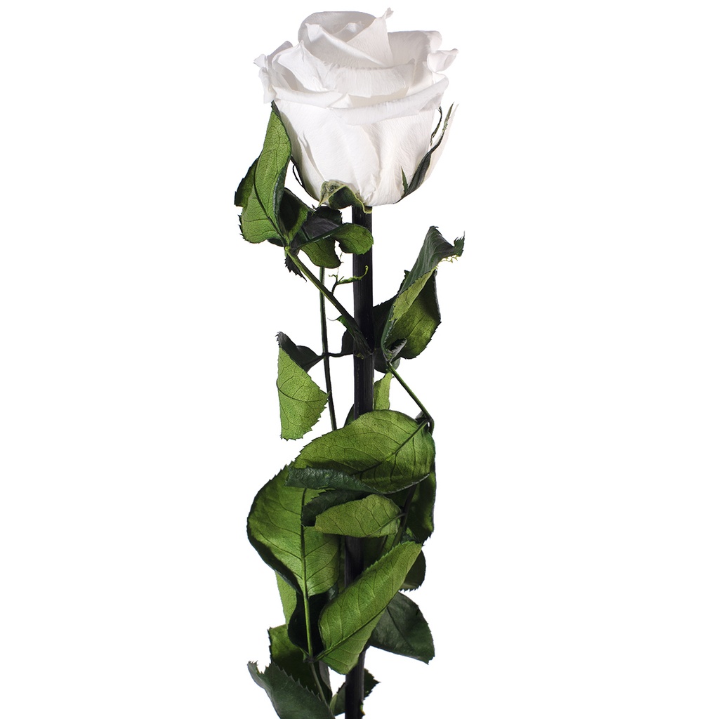 PRZ/3000 Rose Amorosa stabilisée Blanc En vrac