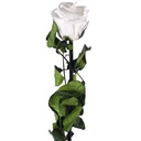 PRZ/3000 Rose Amorosa stabilisée Blanc En vrac
