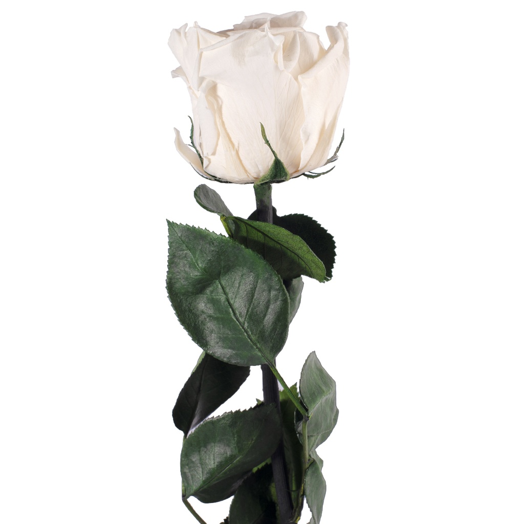 PRZ/3020 Rose Amorosa stabilisée Champagne En vrac 30 Ud