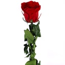 PRZ/3200 Rose Amorosa stabilisée Rouge En vrac
