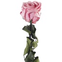 PRZ/3420 Rose Amorosa stabilisée Rose Pastel En vrac