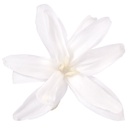 NAR/1000 Tuberose Nardos Stabilisierte Weiß W-Box 12 knospen