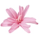 NAR/1420 Tuberose Nardos Stabilisierte Pastell Rosa W-Box 12 knospen