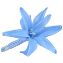 NAR/1640 Tuberose Nardos Stabilisierte Himmel Blau W-Box 12 knospen