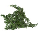 JUN/0000 Juniperus Stabilisierte Grün 15-25 cm