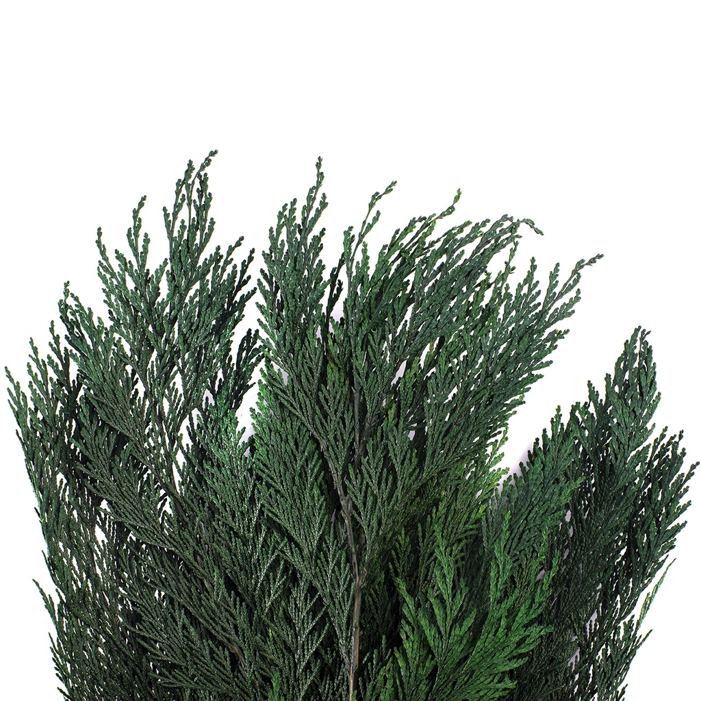 THU/0103 Thuya Orientalis Stabilisierte Grün 30-60 cm