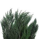 THU/0103 Thuya Orientalis Stabilisierte Grün 30-60 cm