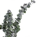 BBL/4103 Baby Blue Eukalyptus Stabilisierte Grün 40-80 cm