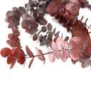 BBL/4203T Baby Blue Eukalyptus Stabilisierte Rot 40-80 cm