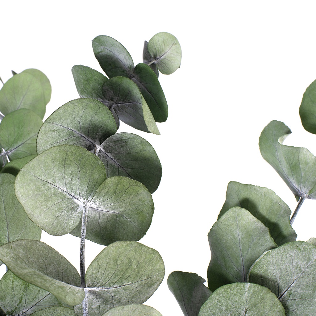 CIN/9105 Cinerea Eucalyptus stabilisée Vert 50-80 cm