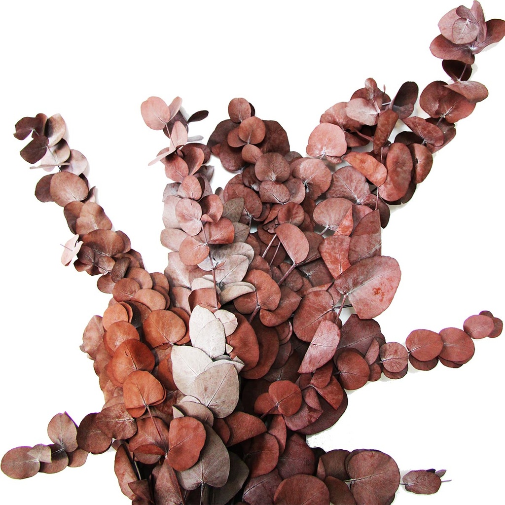 CIN/9205T Cinerea Eukalyptus Stabilisierte Rot 50-80 cm