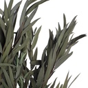 NIC/0104 Nicoly Eukalyptus Stabilisierte Grün 40-80 cm