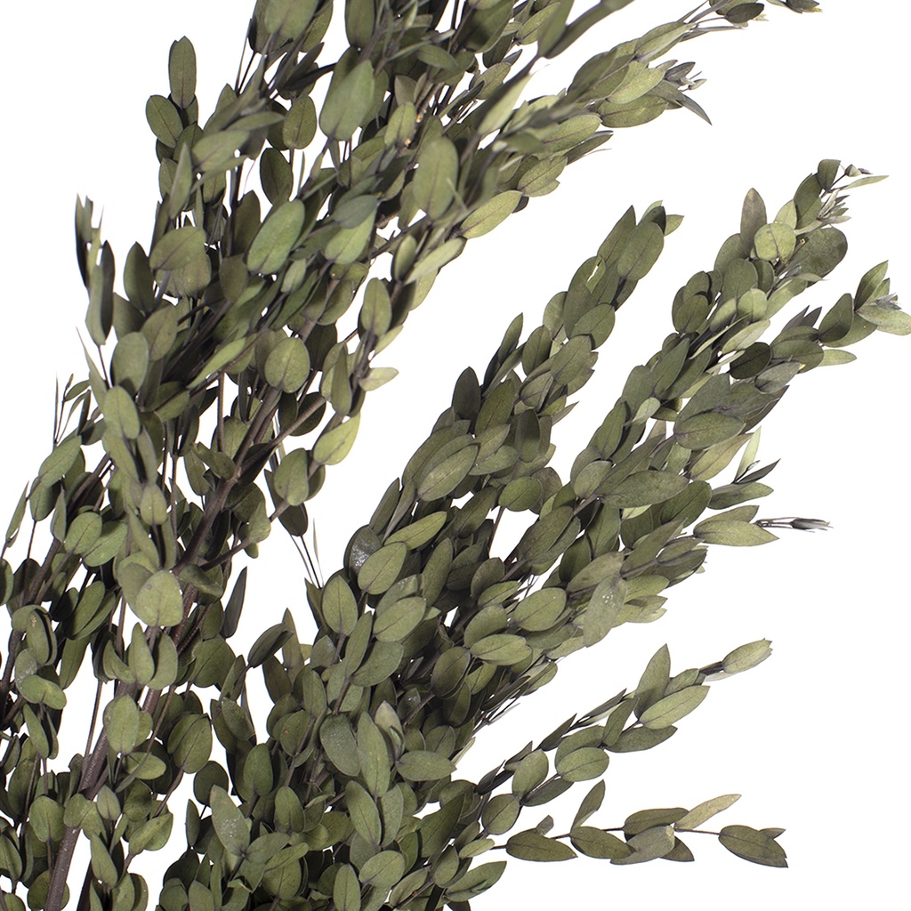 PAR/0104 Parvafolia Eukalyptus Stabilisierte Grün 40-80 cm