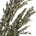 PAR/0104 Parvafolia Eukalyptus Stabilisierte Grün 40-80 cm