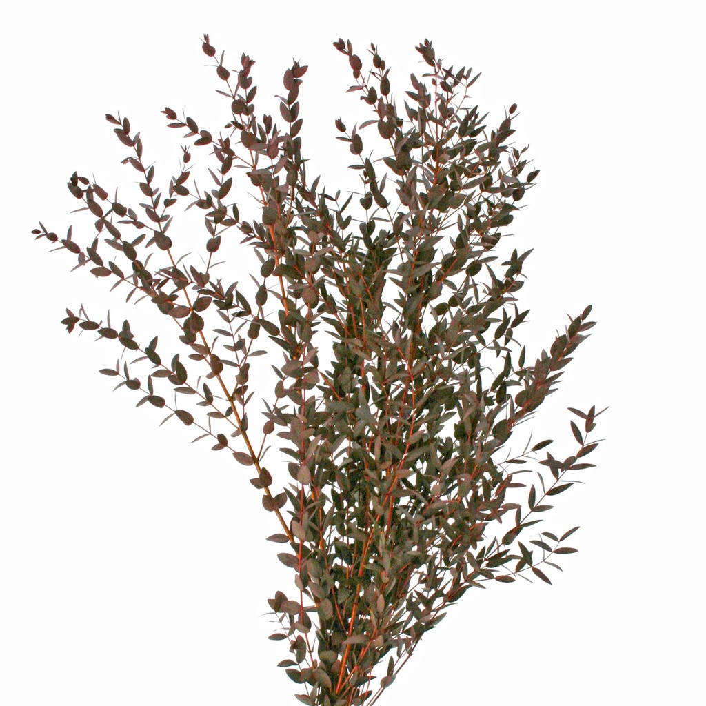 PAR/0204T Parvafolia Eukalyptus Stabilisierte Rot 40-80 cm