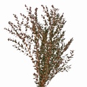 PAR/0204T Parvafolia Eukalyptus Stabilisierte Rot 40-80 cm
