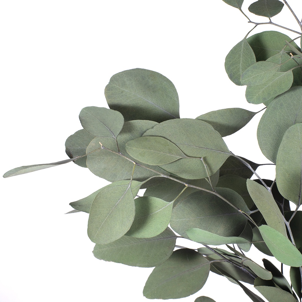 POP/0104 Populus Eucalyptus stabilisée Vert 40-80cm