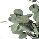 POP/0104  Populus Eukalyptus Stabilisierte Grün 40-80 cm