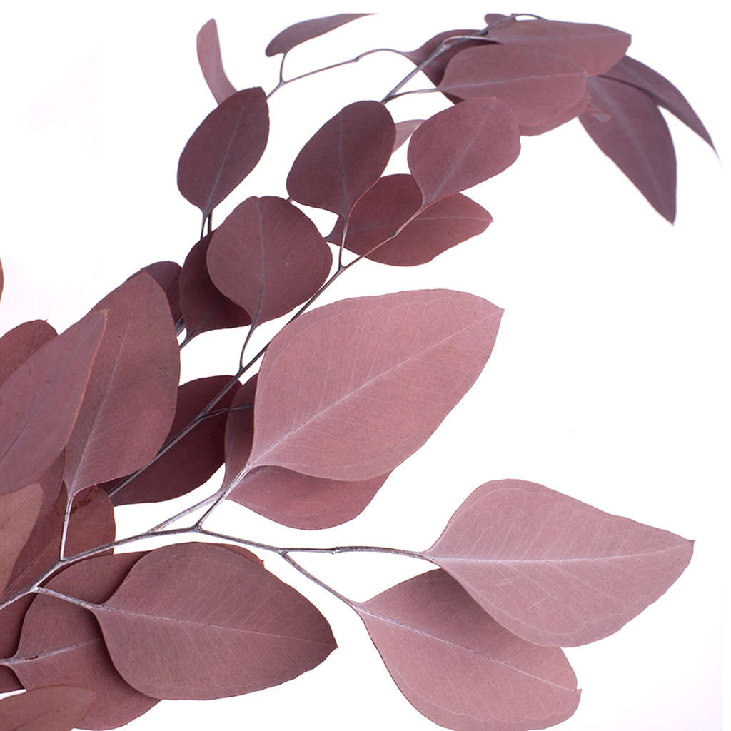 POP/0204 Populus Eukalyptus Stabilisierte Rot 40-80 cm