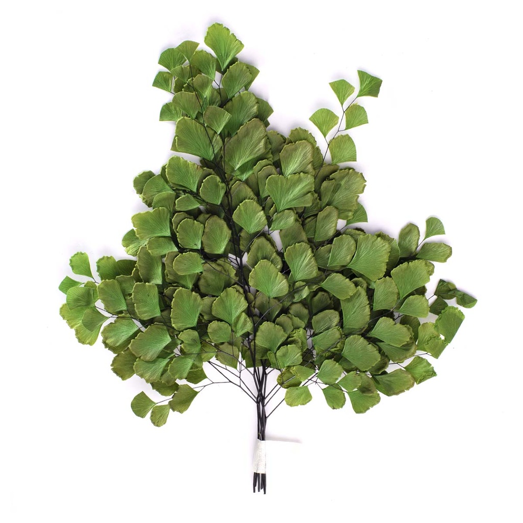 FAD/9102 Fougère Adiantum stabilisée Vert 10-20 cm