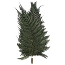 FBR/9103 Fern Brillant Preserved Green 30-40 cm