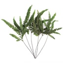 FFE/9103 Felci Farn Stabilisierte Grün 15-25 cm