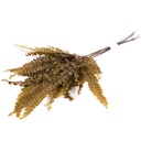 FFE/9113 Felci Farn Stabilisierte Olive  Grün 15-25 cm