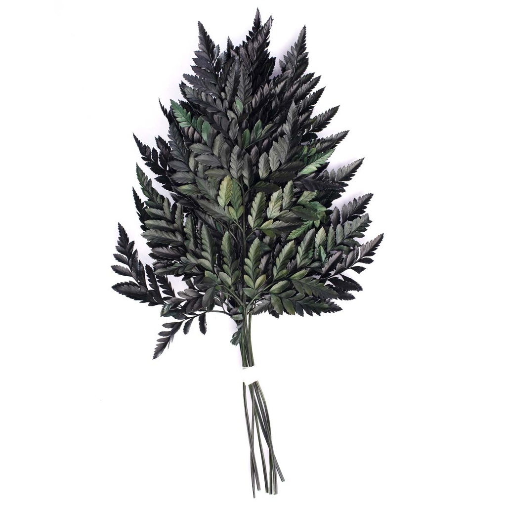FLC/6105 Fougère Cuir stabilisée Vert 30-35 cm