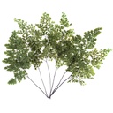 FLU/9103 Lutti Fern Preserved Green 20-30 cm