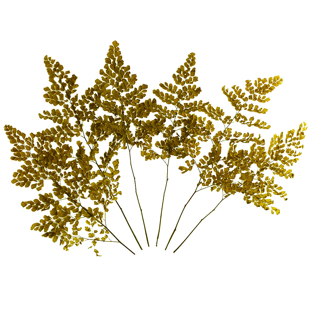 FLU/9113 Fougère Lutti stabilisée Vert Olive 20-30 cm