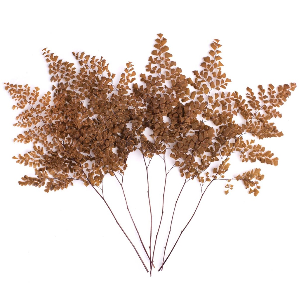 FLU/9503 Lutti Farn Stabilisierte Orange 20-30 cm