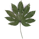 ARA/9100 Feuille d'Aralia stabilisée Vert 5 tiges