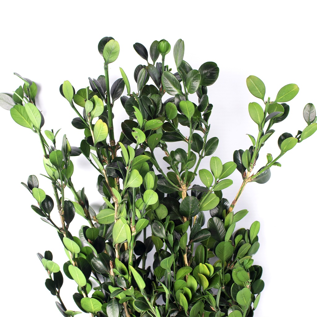 BXS/6103 Buis ( Buxus ) stabilisée Vert 30-40 cm