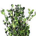 BXS/6103 Buis ( Buxus ) stabilisée Vert 30-40 cm