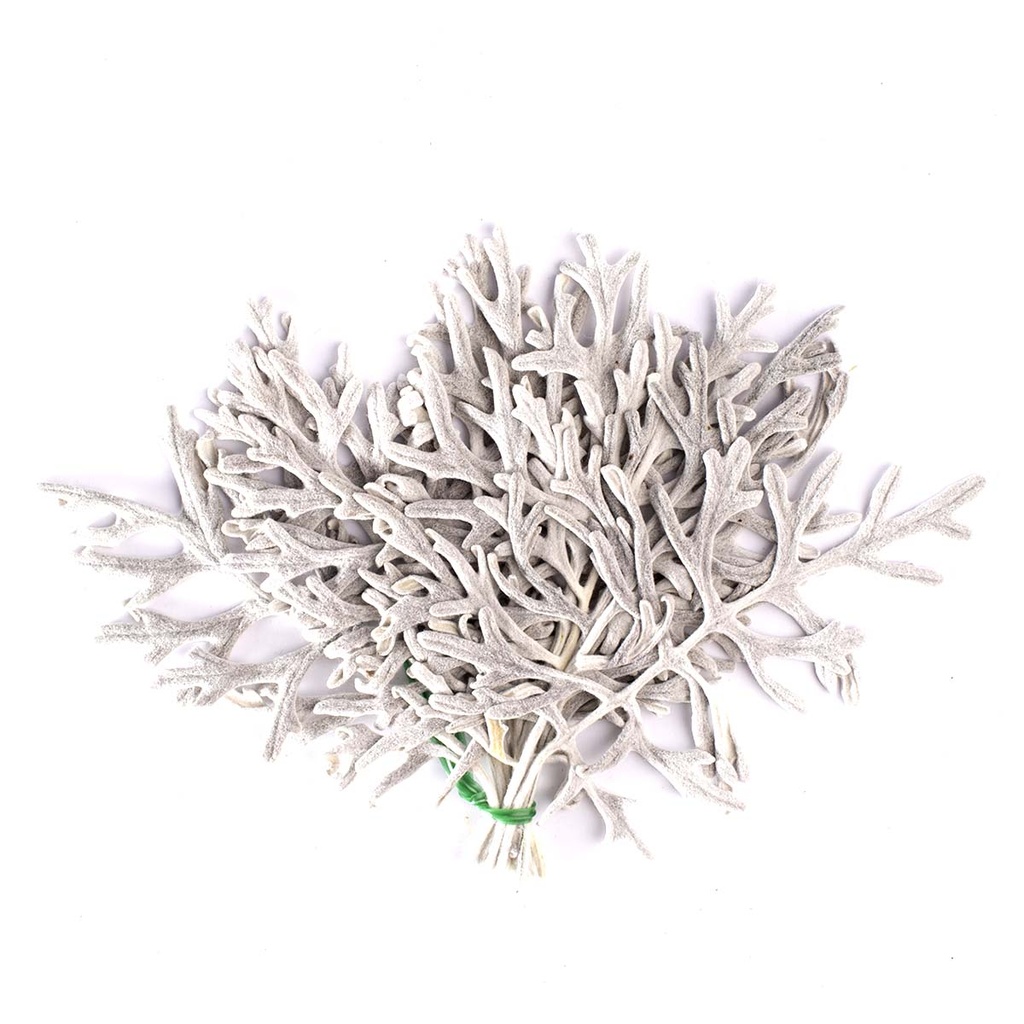 CIF/0102 Cineraria Leaves Preserved Silver White 10-20 cm