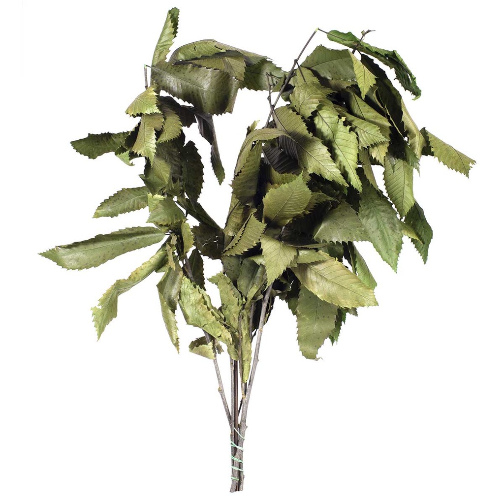 CST/0103T Chestnut Preserved Green 50-80 cm