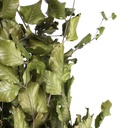 FAG/0105 Fagus Hetres Beech Preserved Green 50-80 cm