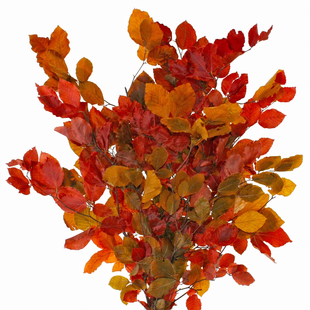 FAG/0405T Fagus Hetres Beech Preserved Autumn 50-80 cm