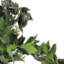 HEF/4103 Hedera Arborea with Fruits Preserved Green 30-60 cm