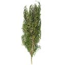 LPL/9104 Lepto Lungifolia Preserved Green 40-80 cm