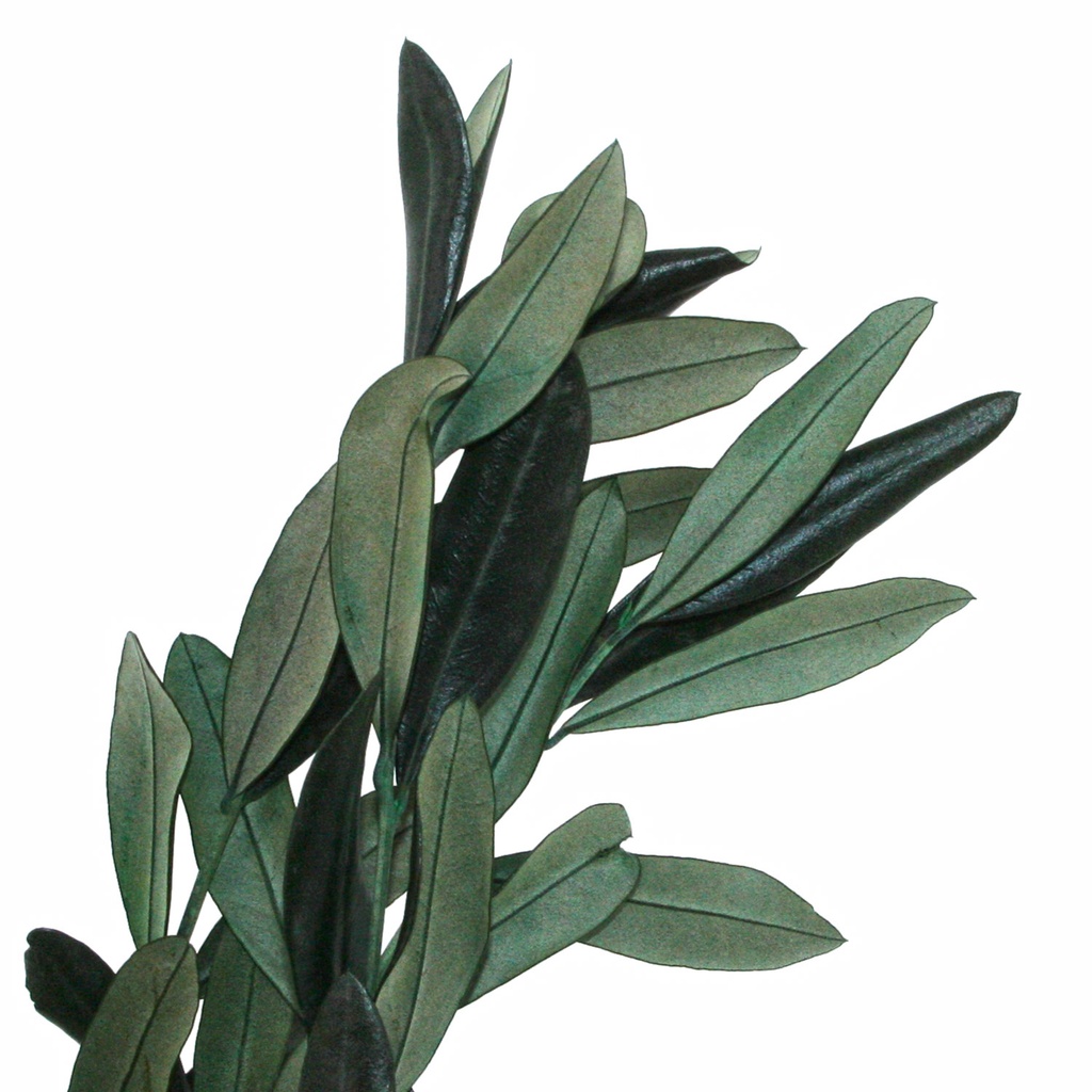 OLI/4103T Branches d'Olivier stabilisée Vert 40-80cm