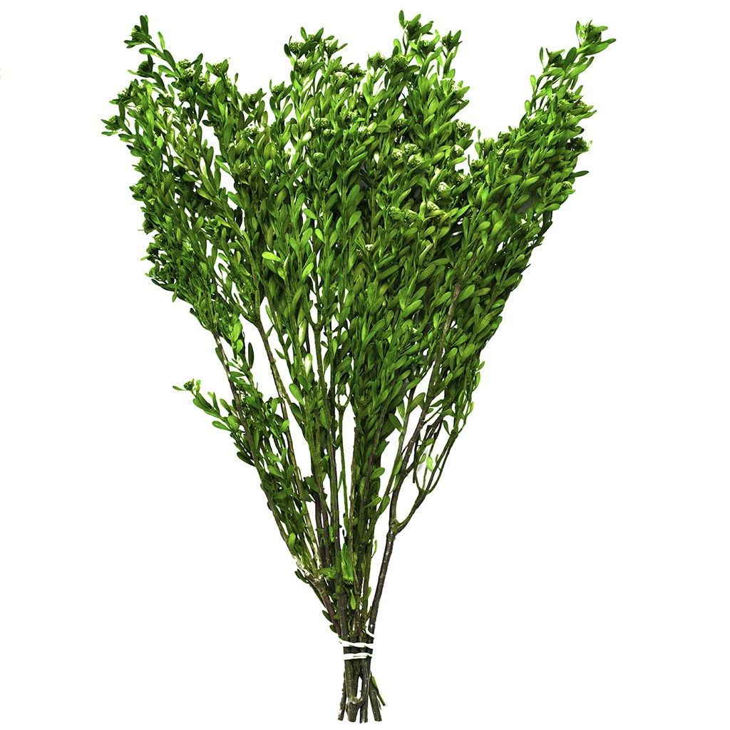 PUB/0103 Pubescens stabilisée Vert 30-50 cm