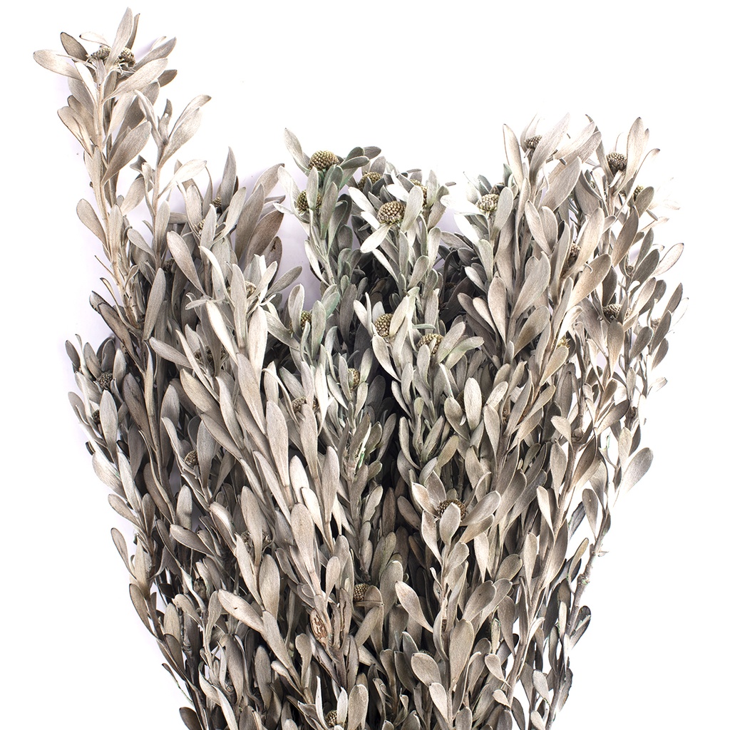 PUB/0123 Pubescens stabilisée Vert Gris 30-50 cm
