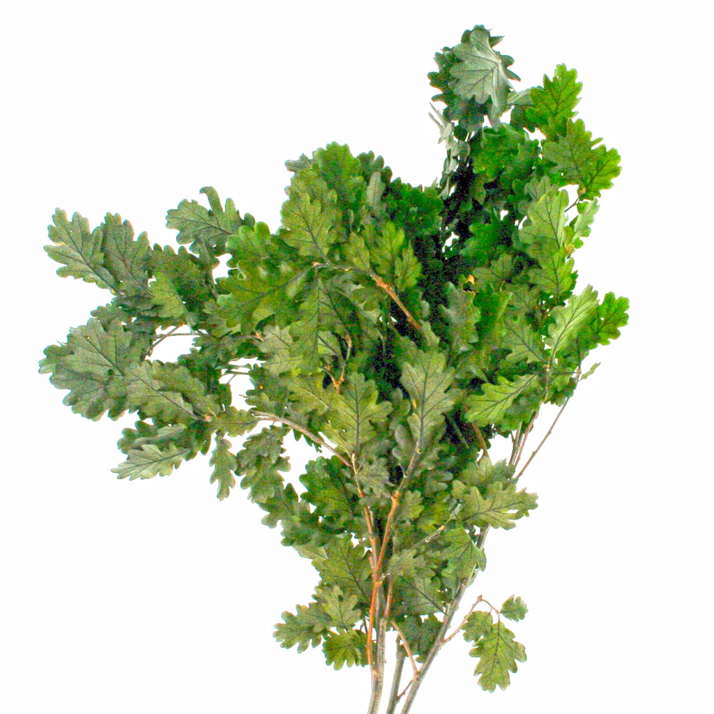 QRC/0105 Quercus Preserved Green 50-80 cm