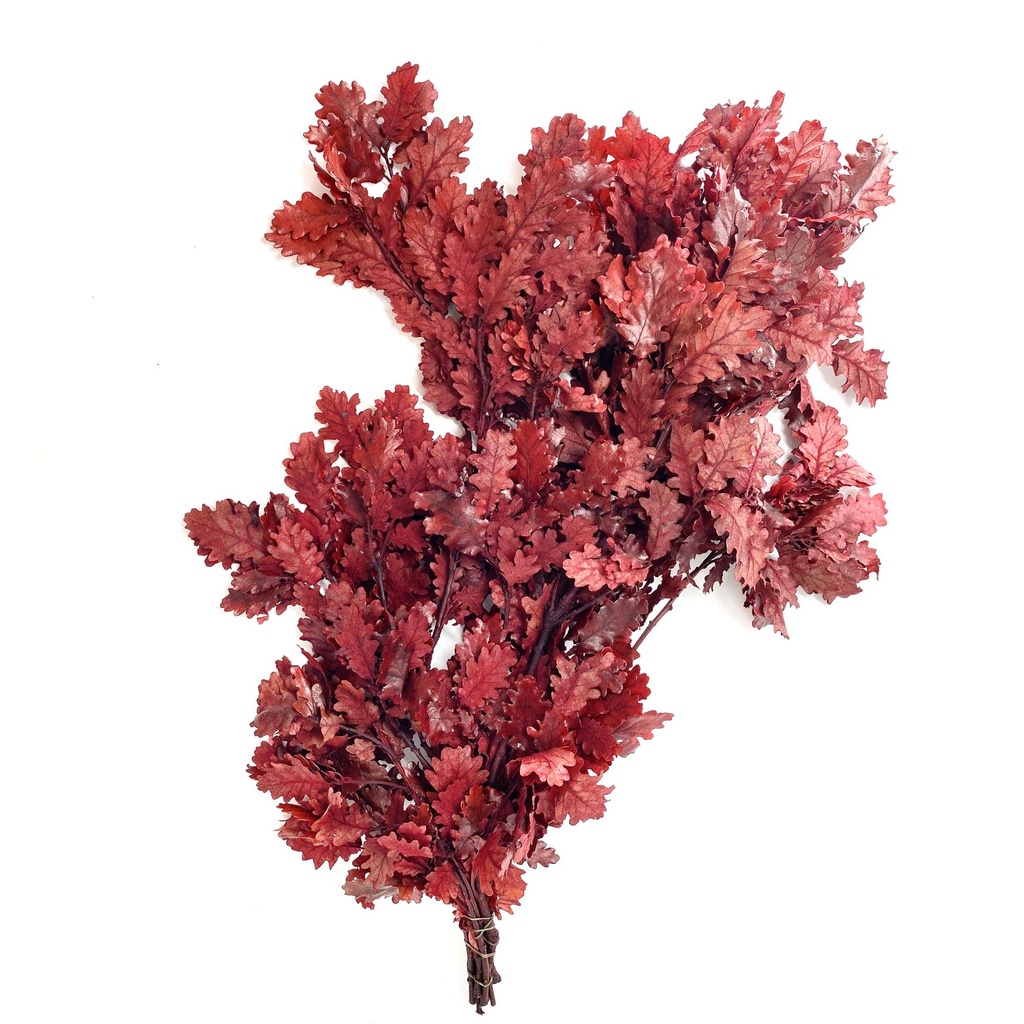 QRC/0205T Quercus Chêne stabilisée Rouge 50-80 cm